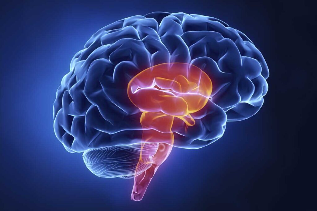 Ubicación del Sistema Reticular Activador Ascendente